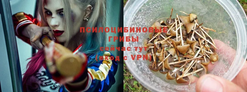 Галлюциногенные грибы Psilocybe Астрахань